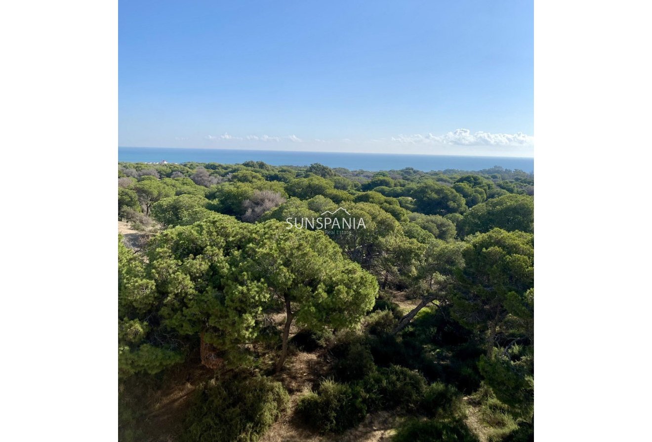 Obra nueva - Piso -
Guardamar del Segura - Centro